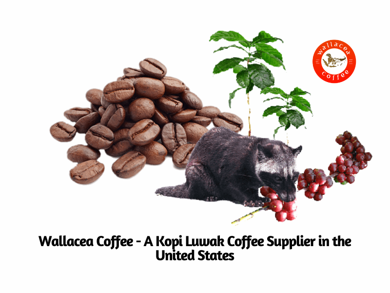 Kopi Luwak coffee supplier