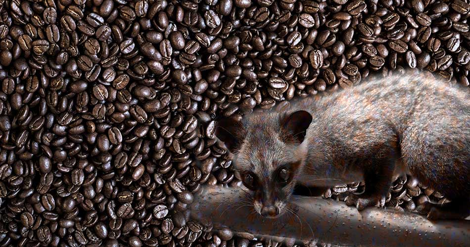luwak coffee bean produced