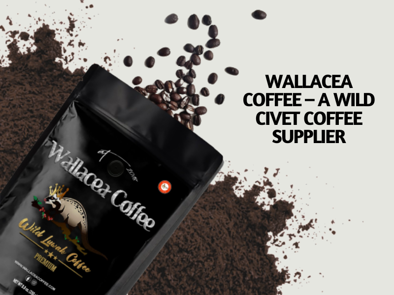 wild civet coffee supplier