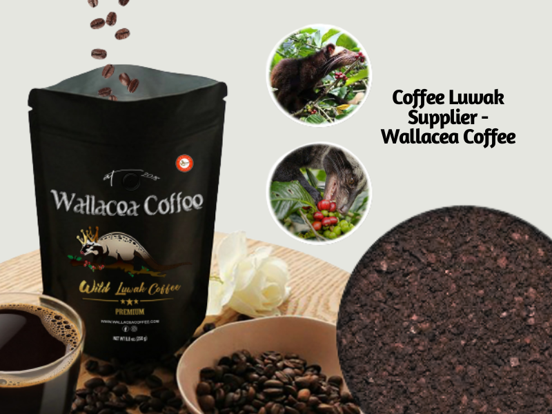 luwak coffee supplier