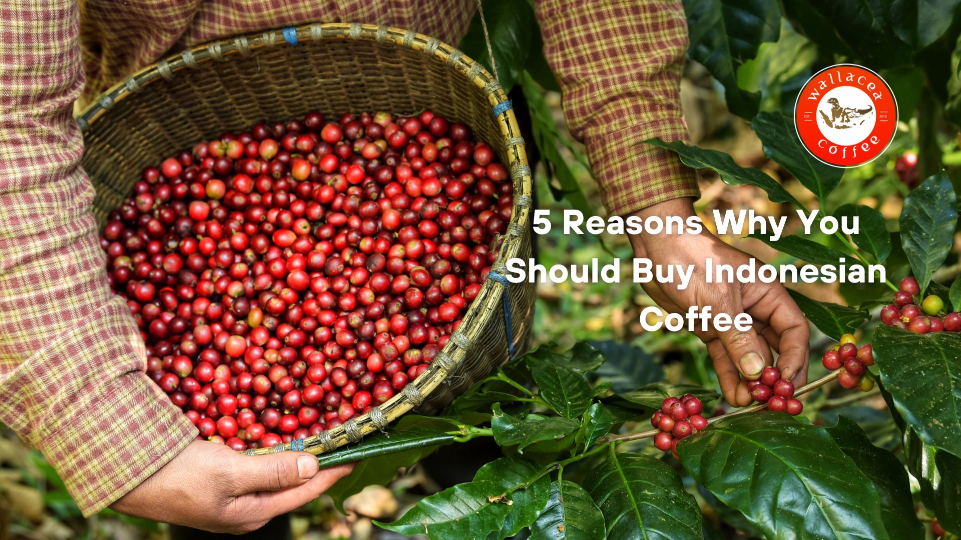 why you should buy indonesian coffee